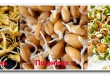 Солод для хлебного кваса